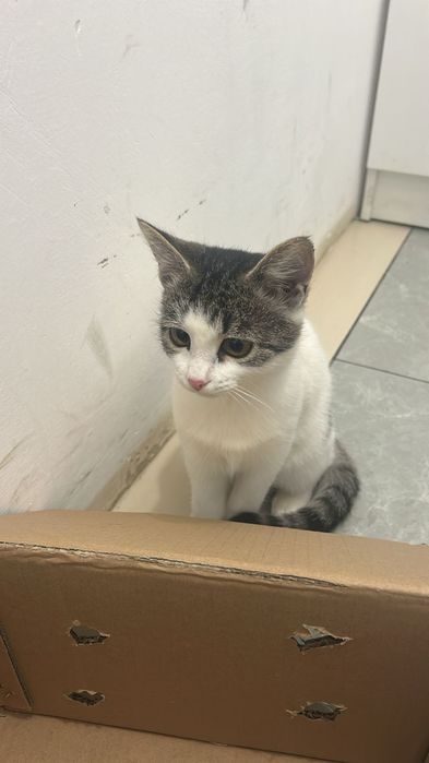 Котенок в добрые руки