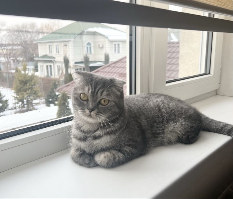 Кошка благородная и воспитанная