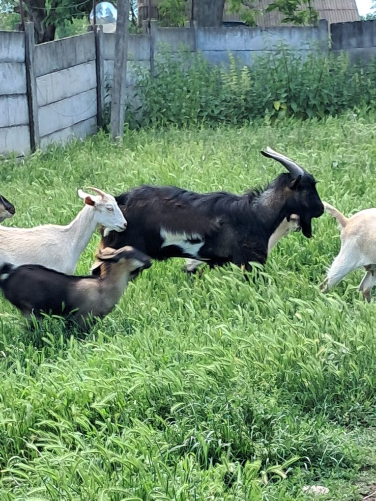 Țap și iezi de vanzare