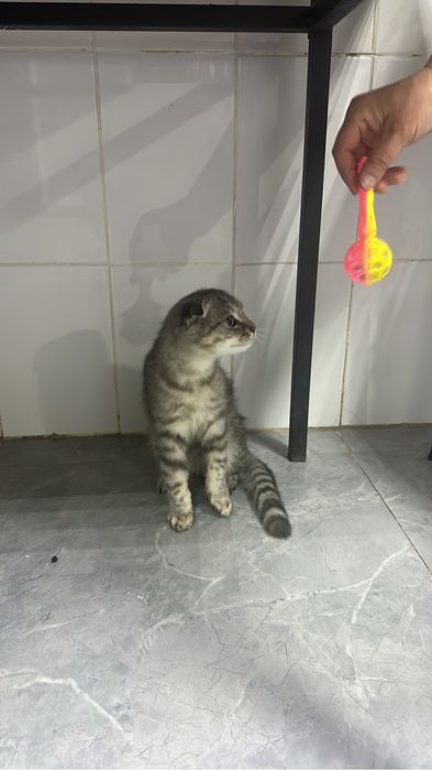 жақсы мысық колға уйренген