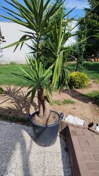 Yucca elephanties gigantic/aclimatizat