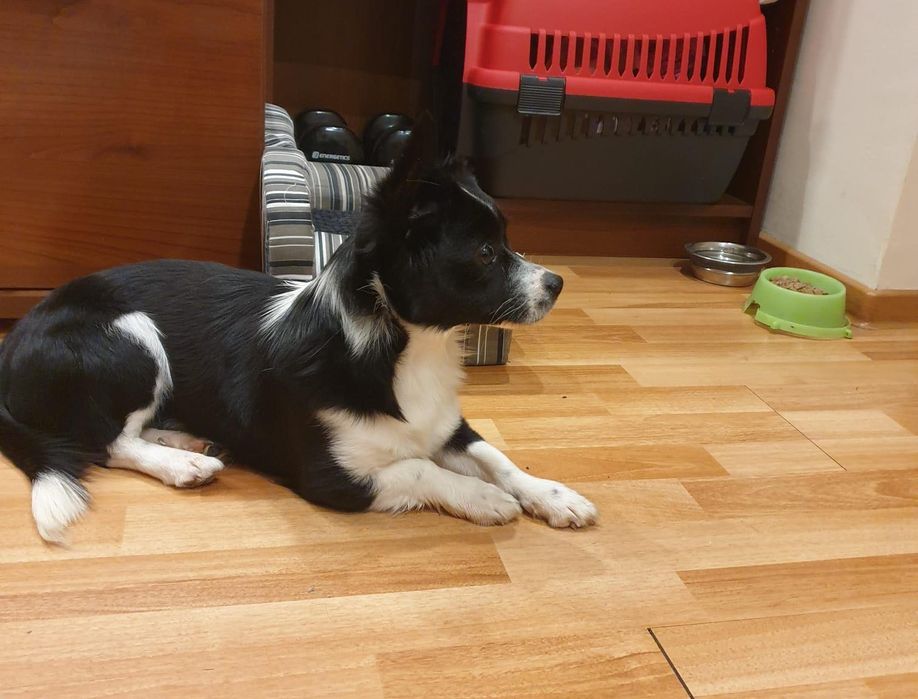 Pet-sitter / dog-sitter / cat-sitter