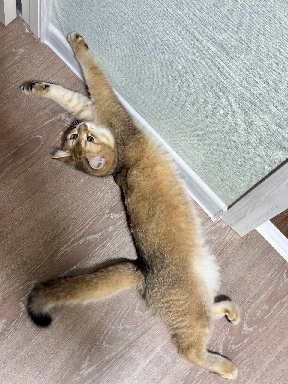 Золотая шиншилла