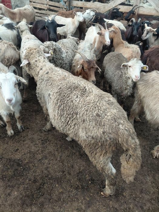 Carlani de vanzare 17 lei kg