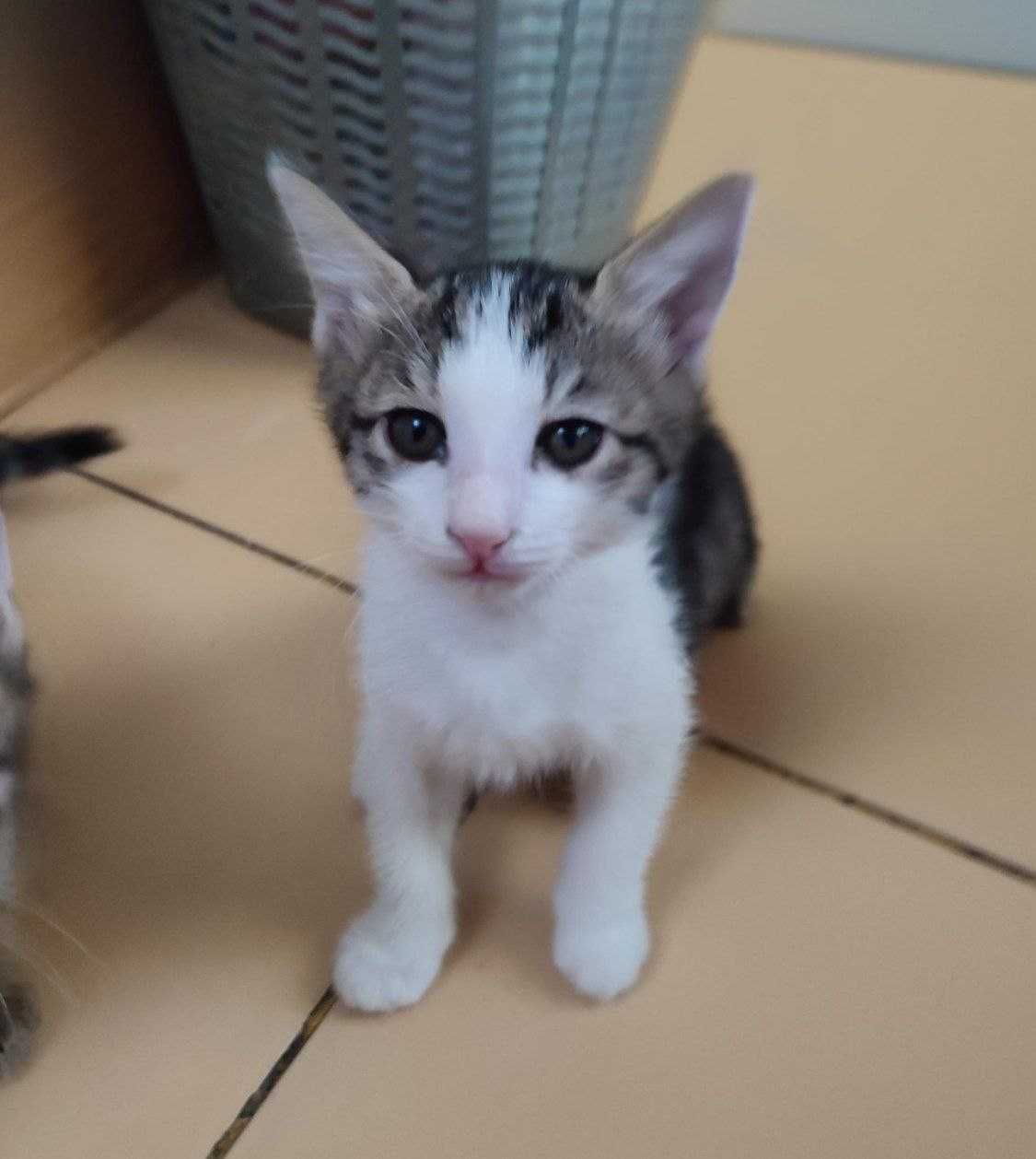 отдам котят в хорошие руки