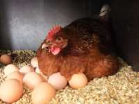 Квочка ломан браун с яйцами