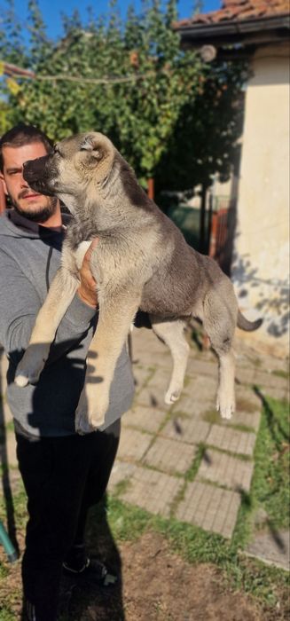 (К.В.) Кавказки Вълкодав