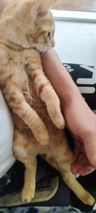 Отдам даром в хорошие руки  котенка 3 месяца