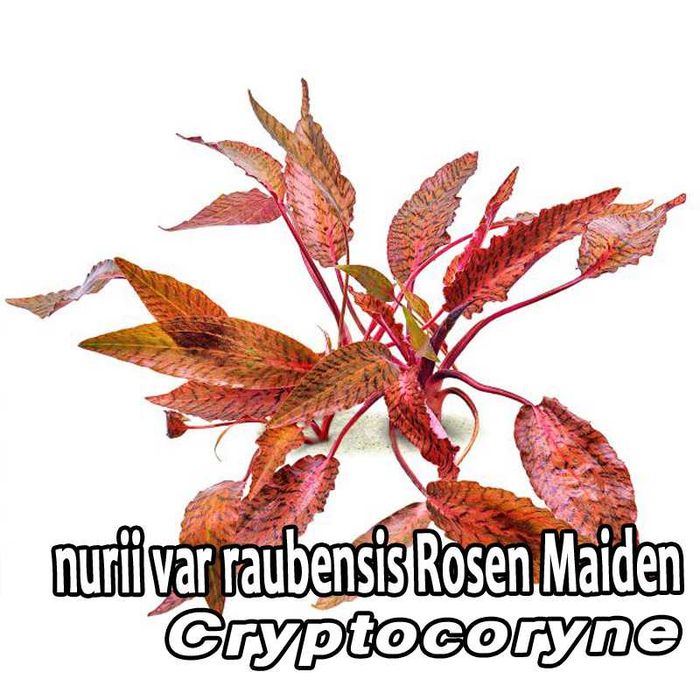 Cryptocoryne Nurii Pink Line (Rosen Maiden) – stoc limitat 3 bucăți