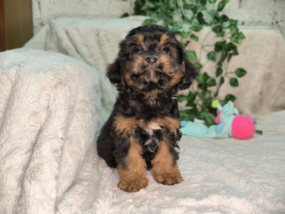 Vand fetita Cavapoo black and tan F1.