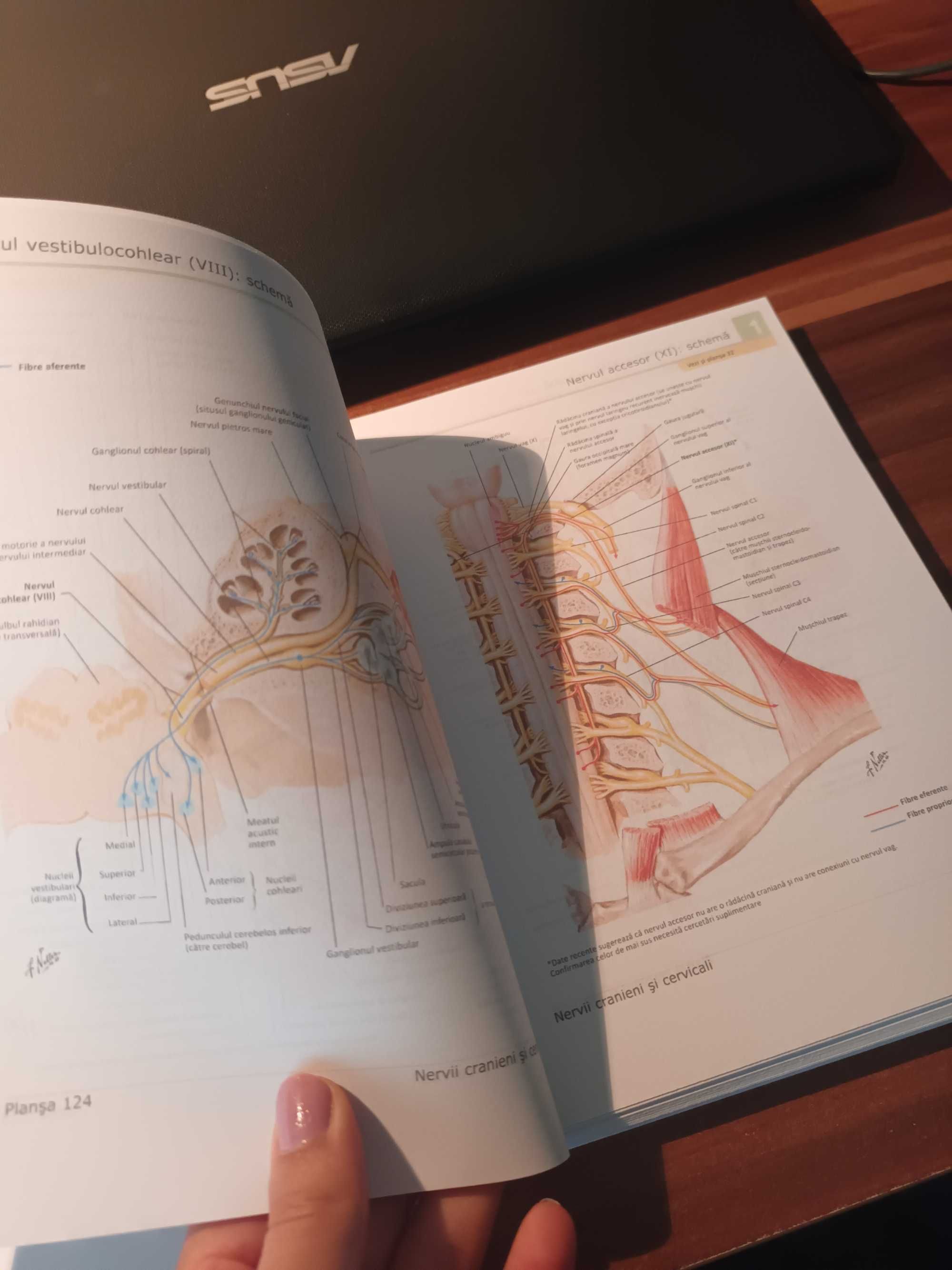 NETTER Atlas de anatomie