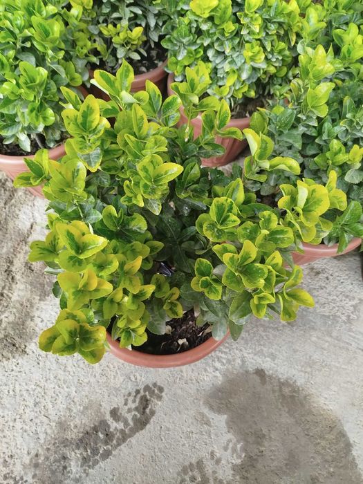 India 1skleti 25dona