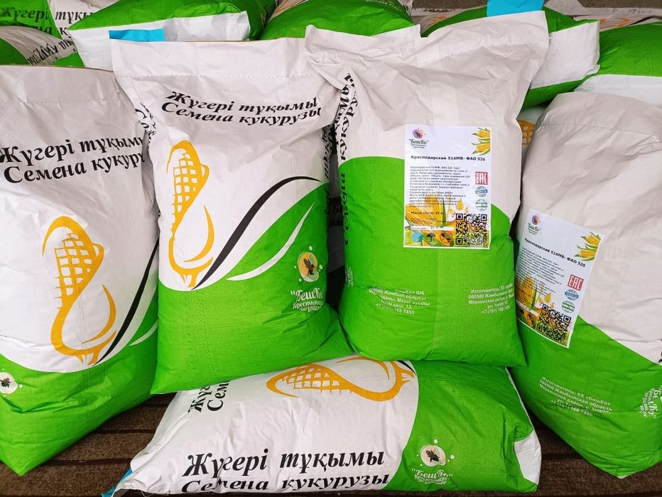 Силыс жүгері. Силос. Кукуруза для силоса. Ұрықтық жүгері