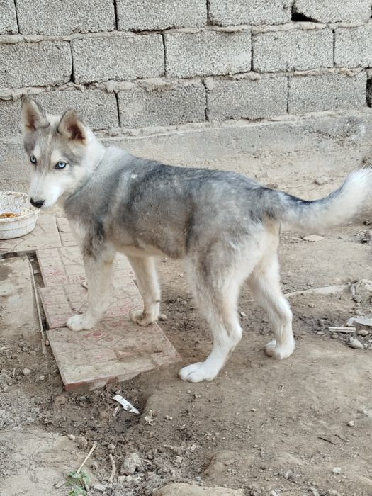 Собака.Сибирский лайка