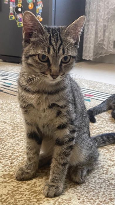 Котенок 5м. ищет новую заботливую семью!