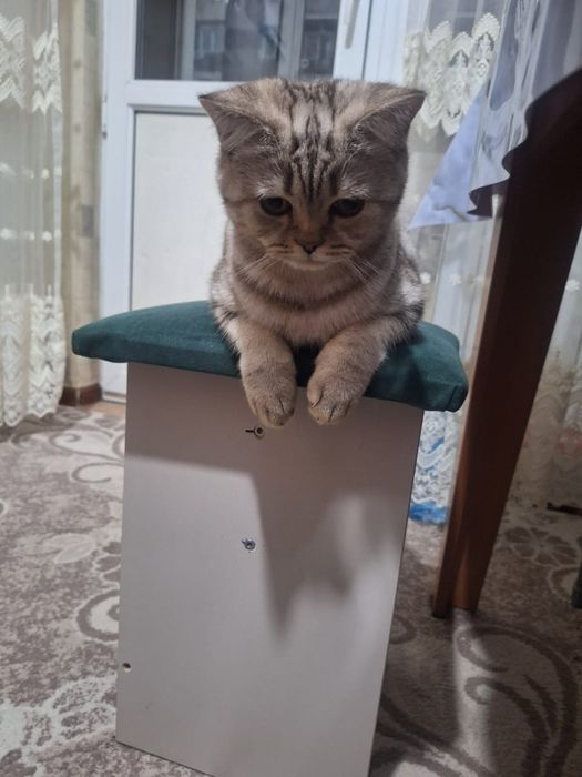Шотланский мысык