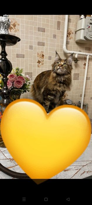 Нужен кот породы Мейн Кун для вязки