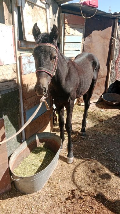 Жуп жуас семіз жабағы сатылады