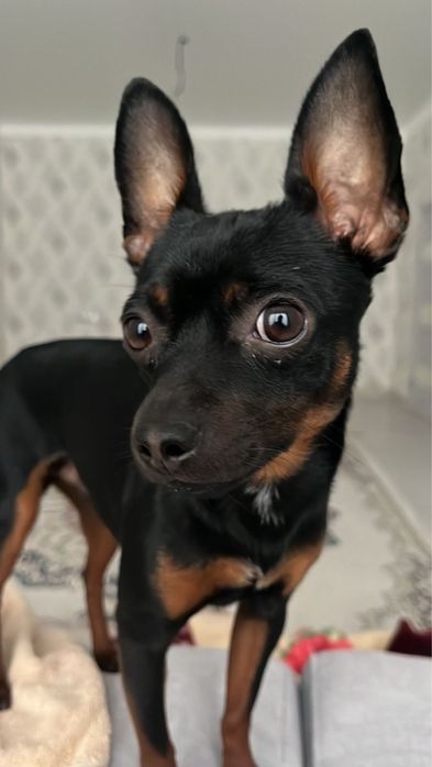 Продается «руский тойтерьер»