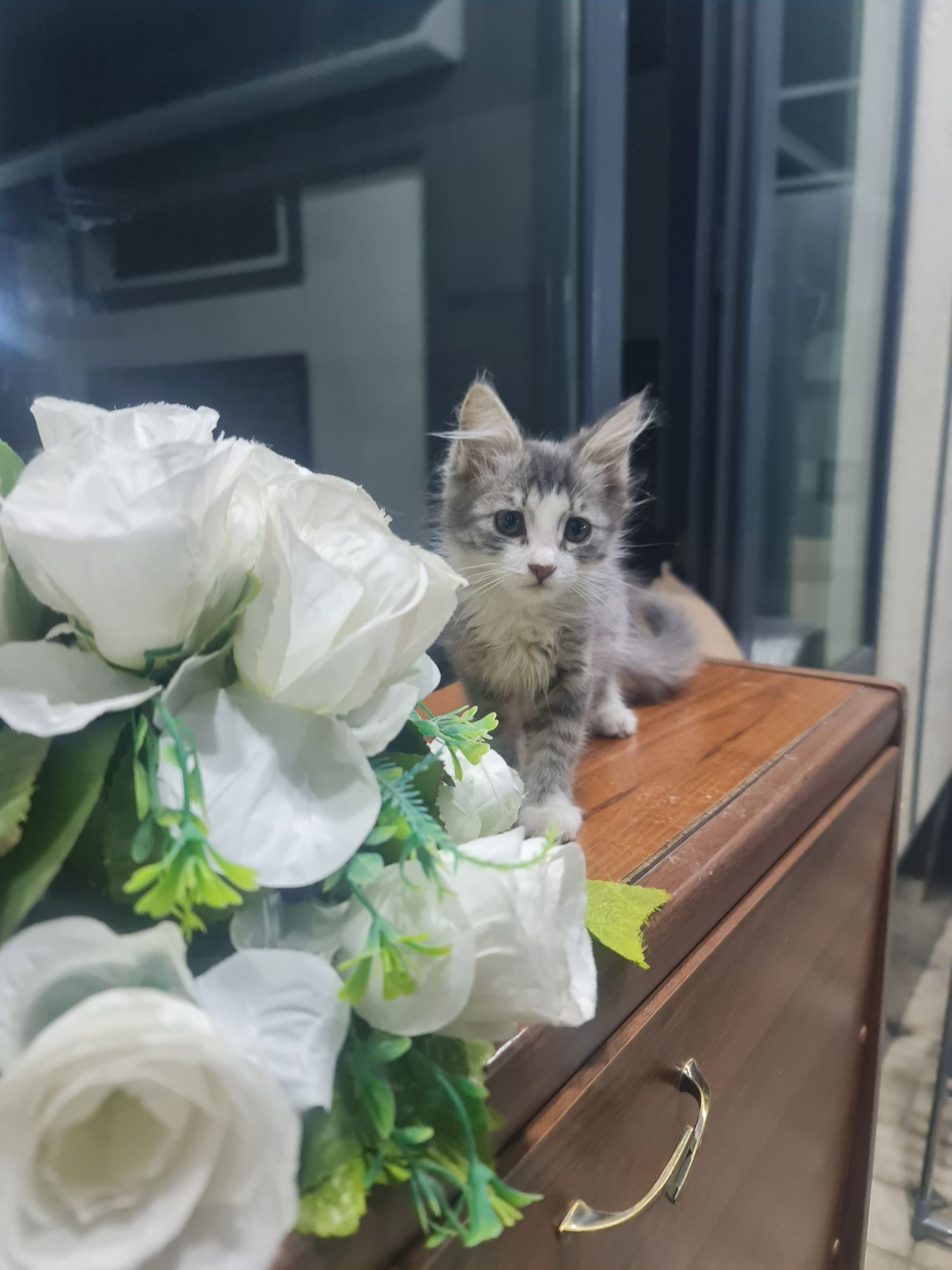 1 yarim oylik qiz  mushukcha tekinga beriladi