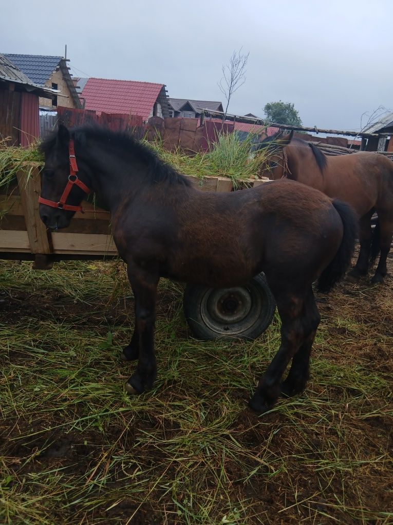 O iaptă de vanzare și o manză