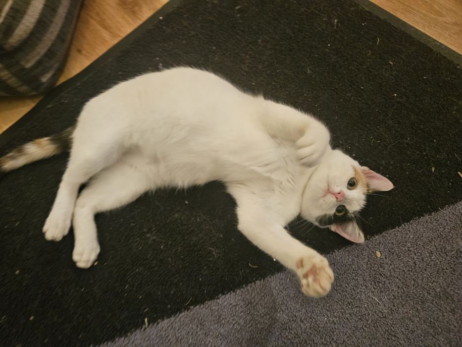 Pisicuta fetita, 6 luni, pentru adoptie Bucuresti-Ilfov