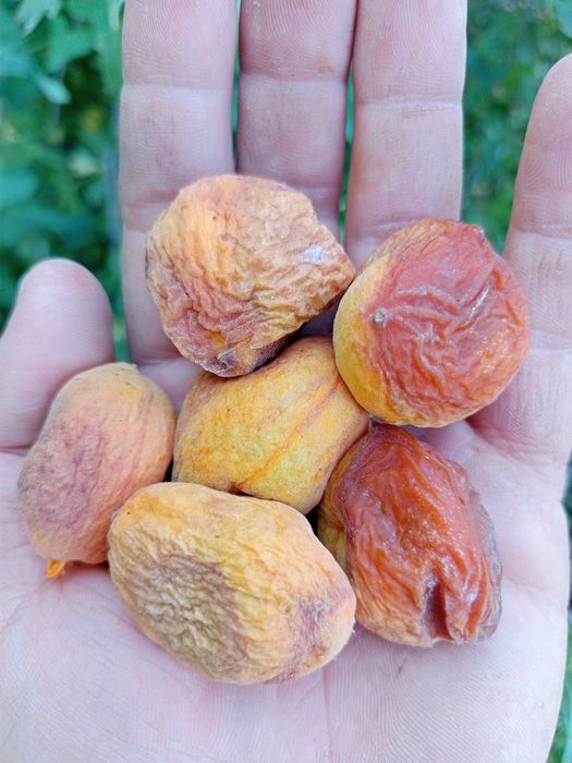 Урик коки куйошда куритилган 3 хилбор личнбни таби нарса