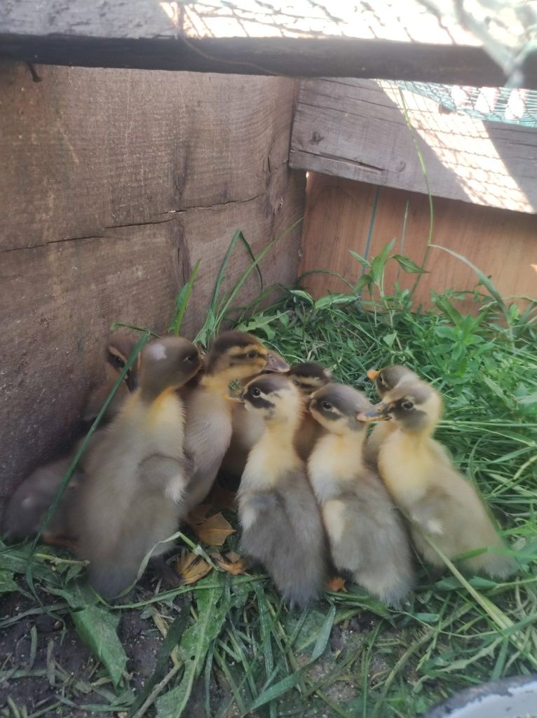 De vânzare pui de rață pekin