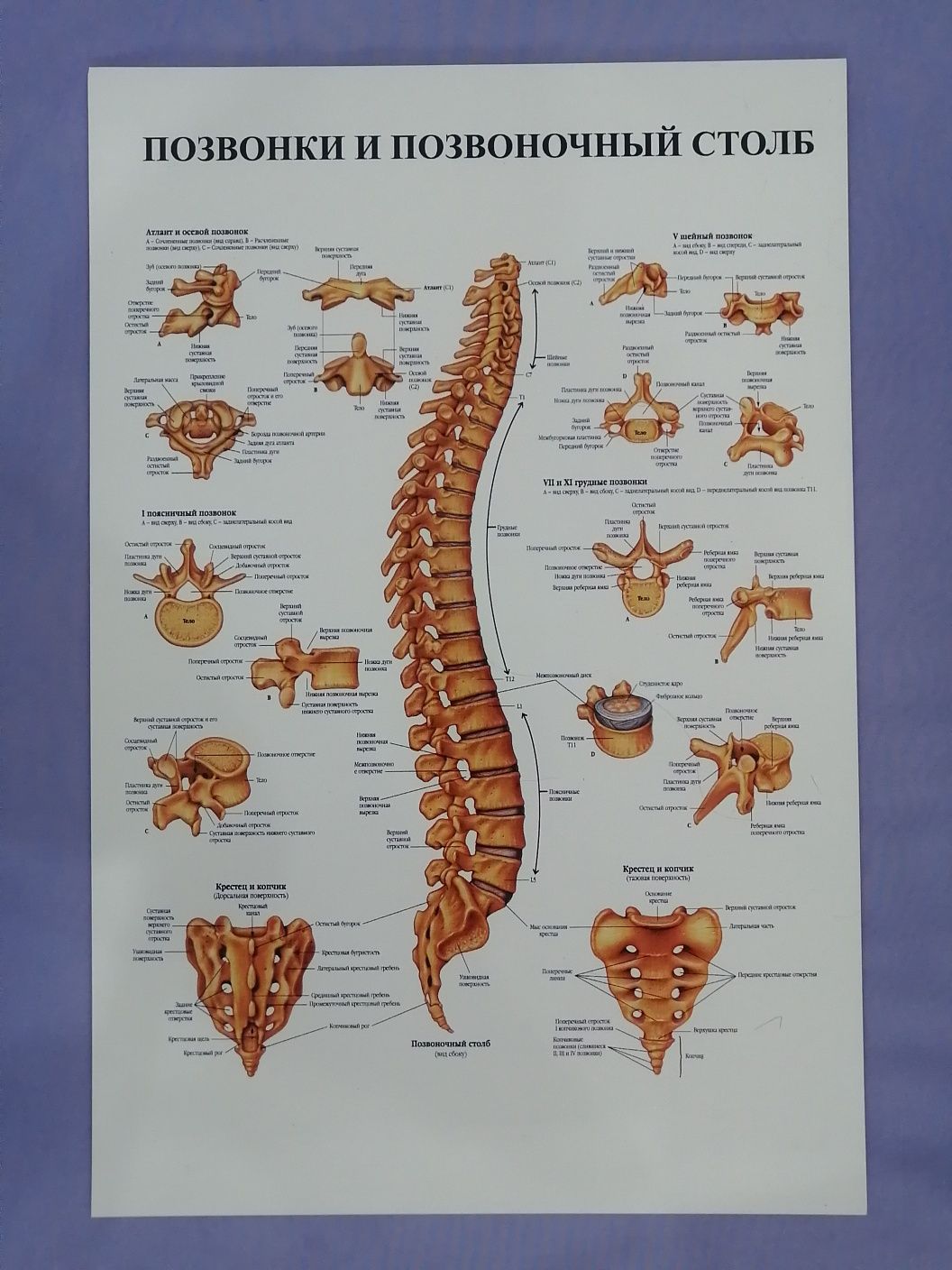 Анатомические стенды. Плакаты. Анатомия тела человека