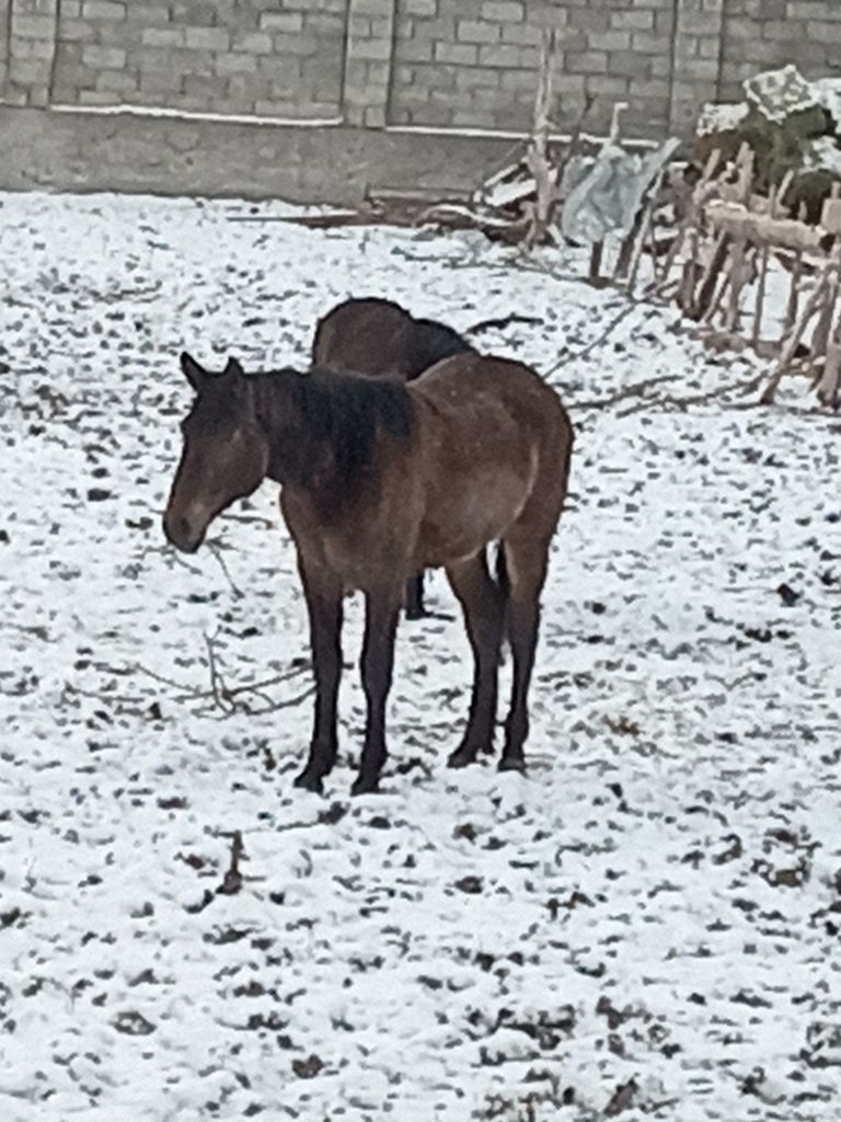 Семиз байталдар кунандар