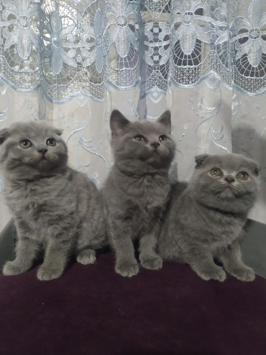 Продаётся породистые котята цена 100$