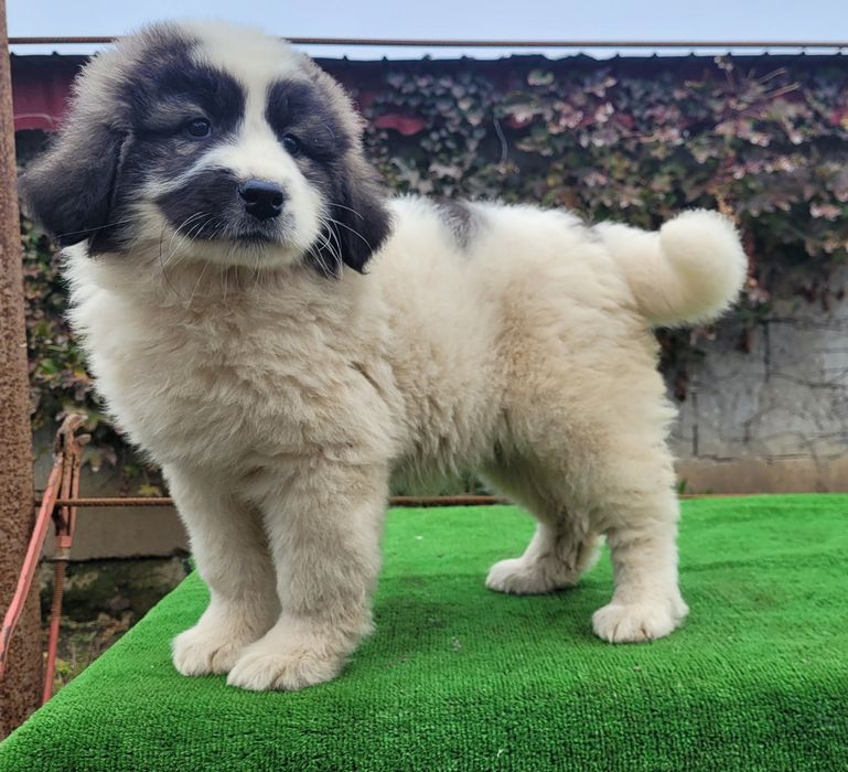 Ciobanesc de bucovina.