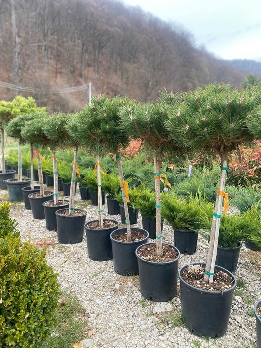 Plante ornamentale spectaculoase pentru grădini de vis