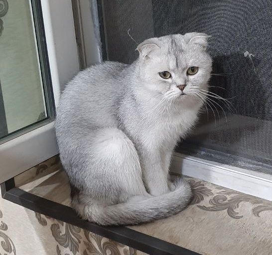 Продаётся кошка Британский Шиншила