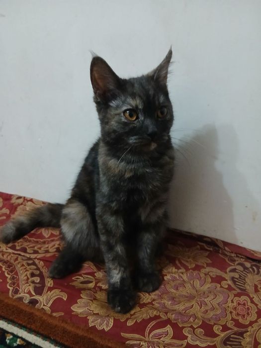 TEKINGA 6 OYLI qiz bola