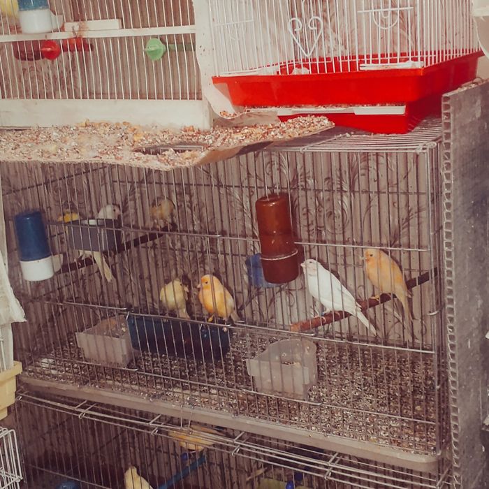 Молодые канарейки