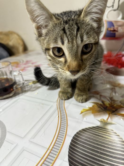 В добрые руки отдаем котят