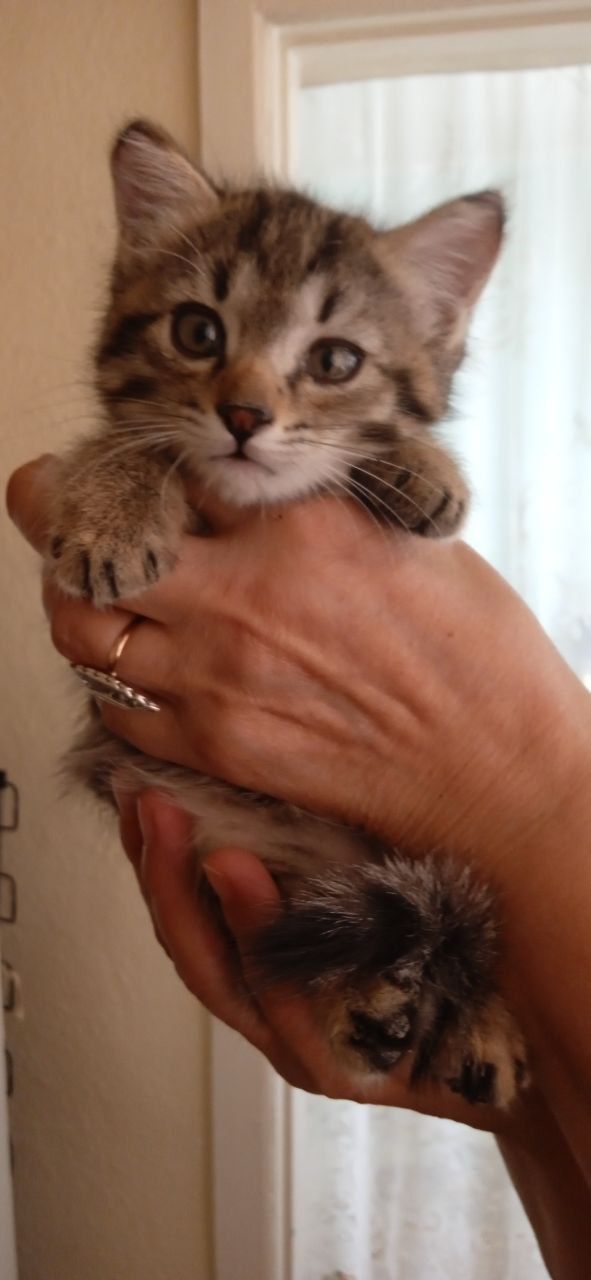 Котятки в надёжные и добрые руки