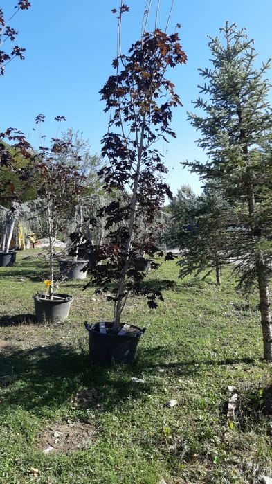 Plante ornamentale