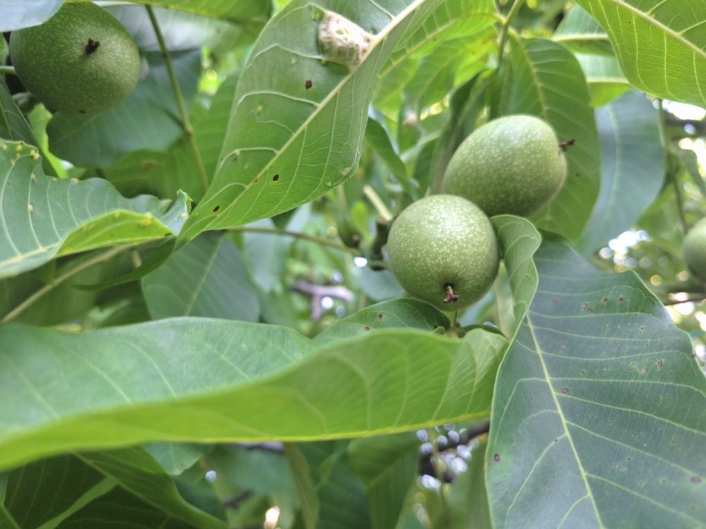 Nuca verde pentru dulceata