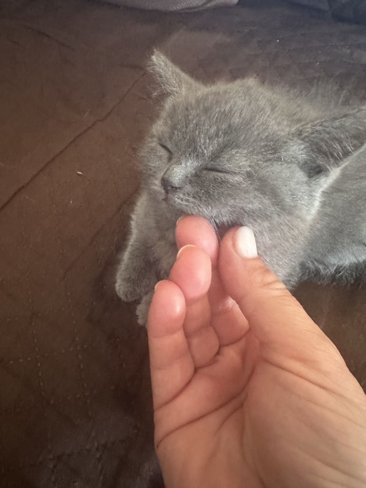 Британски котенца