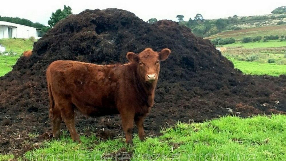 Mranita, ingrasamant de bovine, Legume