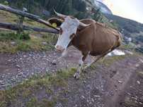 Vaca de vanzare balțată