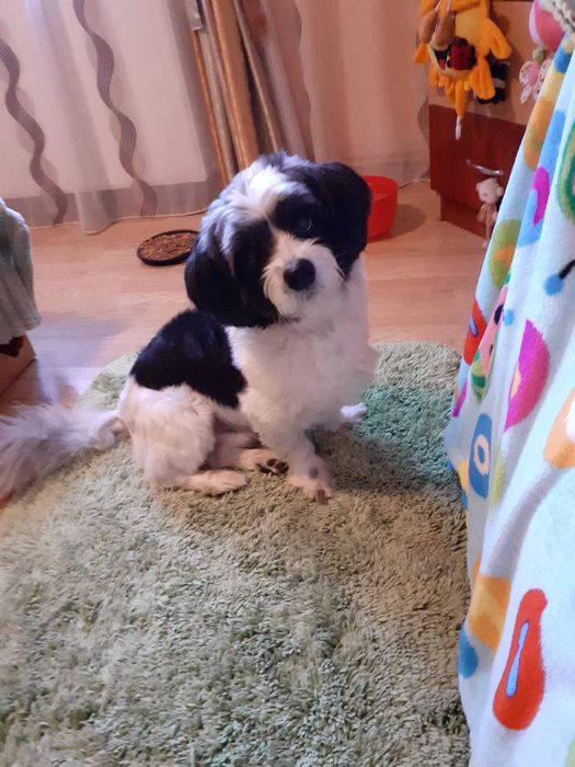 Donez caine talie mica, cipat varsta aproape 4 ani