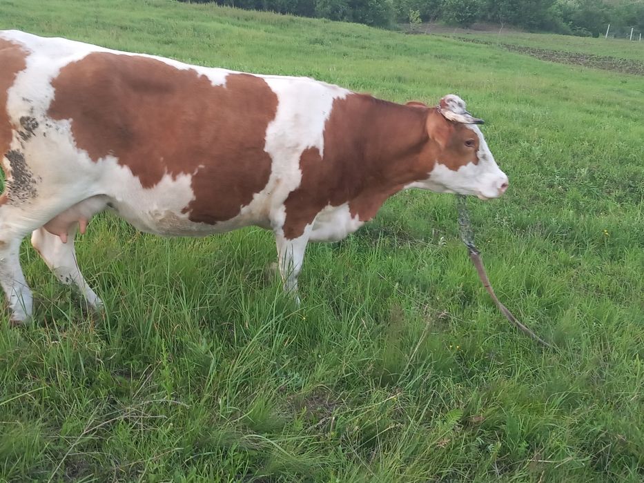 Vacă bălțată  5  ani