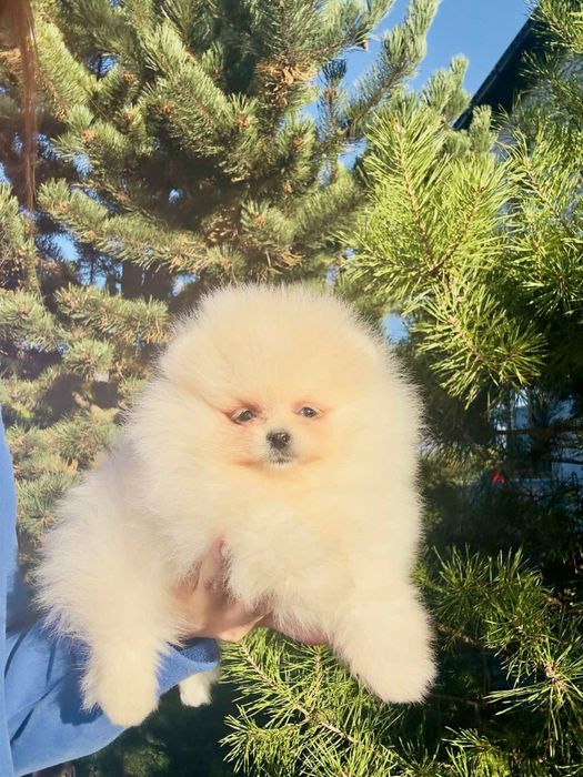 Pomeranian Spitz mini