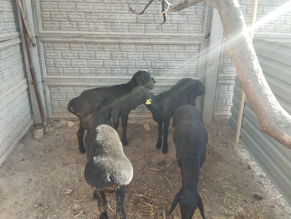 6 oyli soglom qochqorlar