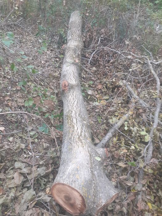 Vând lemn de nuc- trunchi de 6.9 metri.