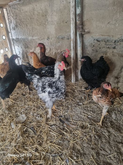 Brama jo'jalar sotiladi