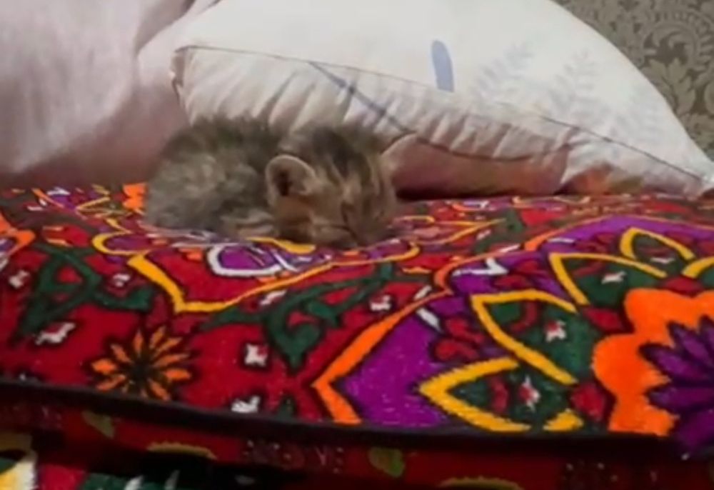 Отдам котёнка в добрые руки